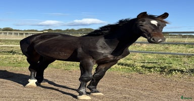  hästar i Klippan - Annons 2