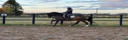 Dressyr hästar sökes: Häst sökes till långsiktigt hem 🐴 - Annons 5