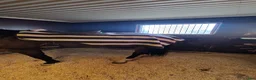 Täcken hästutrustning till salu: Ländtäcke Rambo Competition - Annons 2