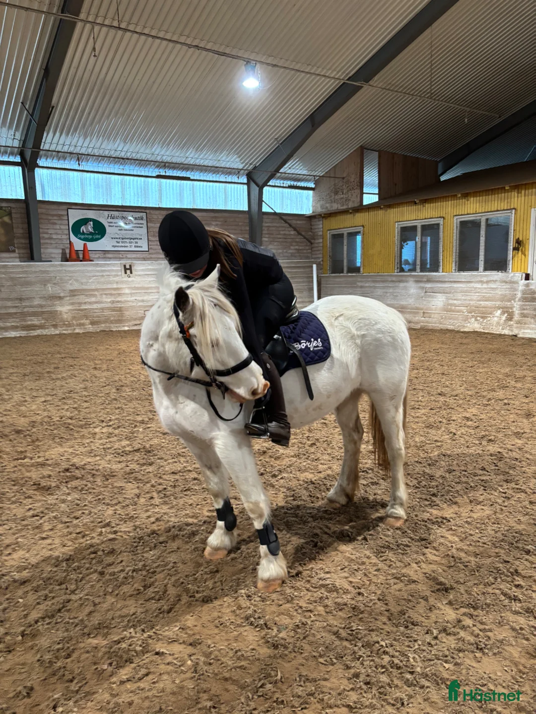  medryttarhäst sökes: Söker medryttar häst eller ponny i Uppsala - Annons 2