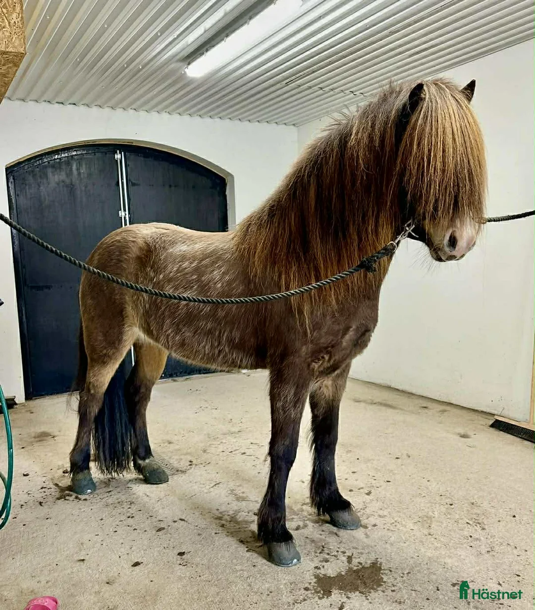 Island hästar till salu: Vacker fyrgångs valack med häftig färg X faktor i Gimo - Annons 7