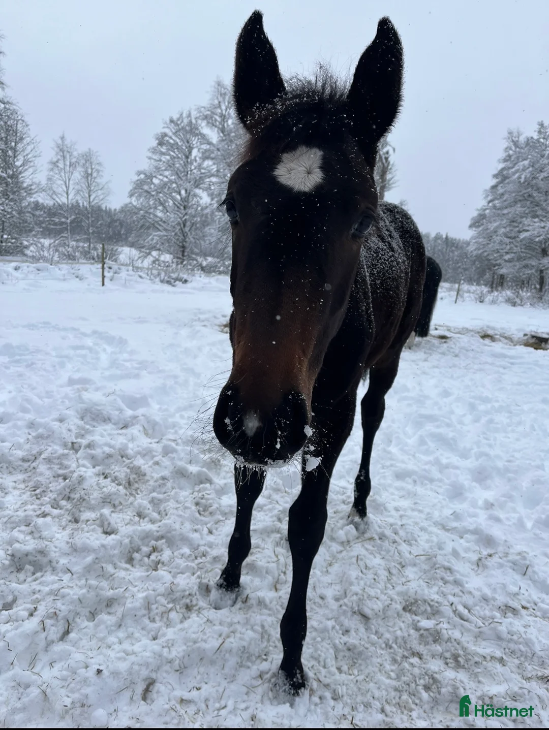 Hoppning hästar till salu: Snyggt & trevligt sto -25 med prestationsstam - Annons 4
