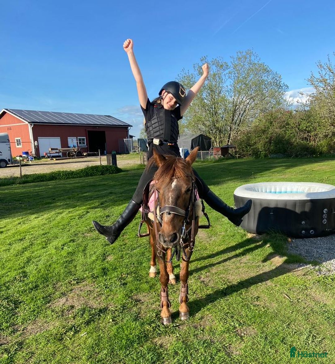 Hoppning hästar till salu: Fantastisk Läromästare  i Sävsjö - Annons 4