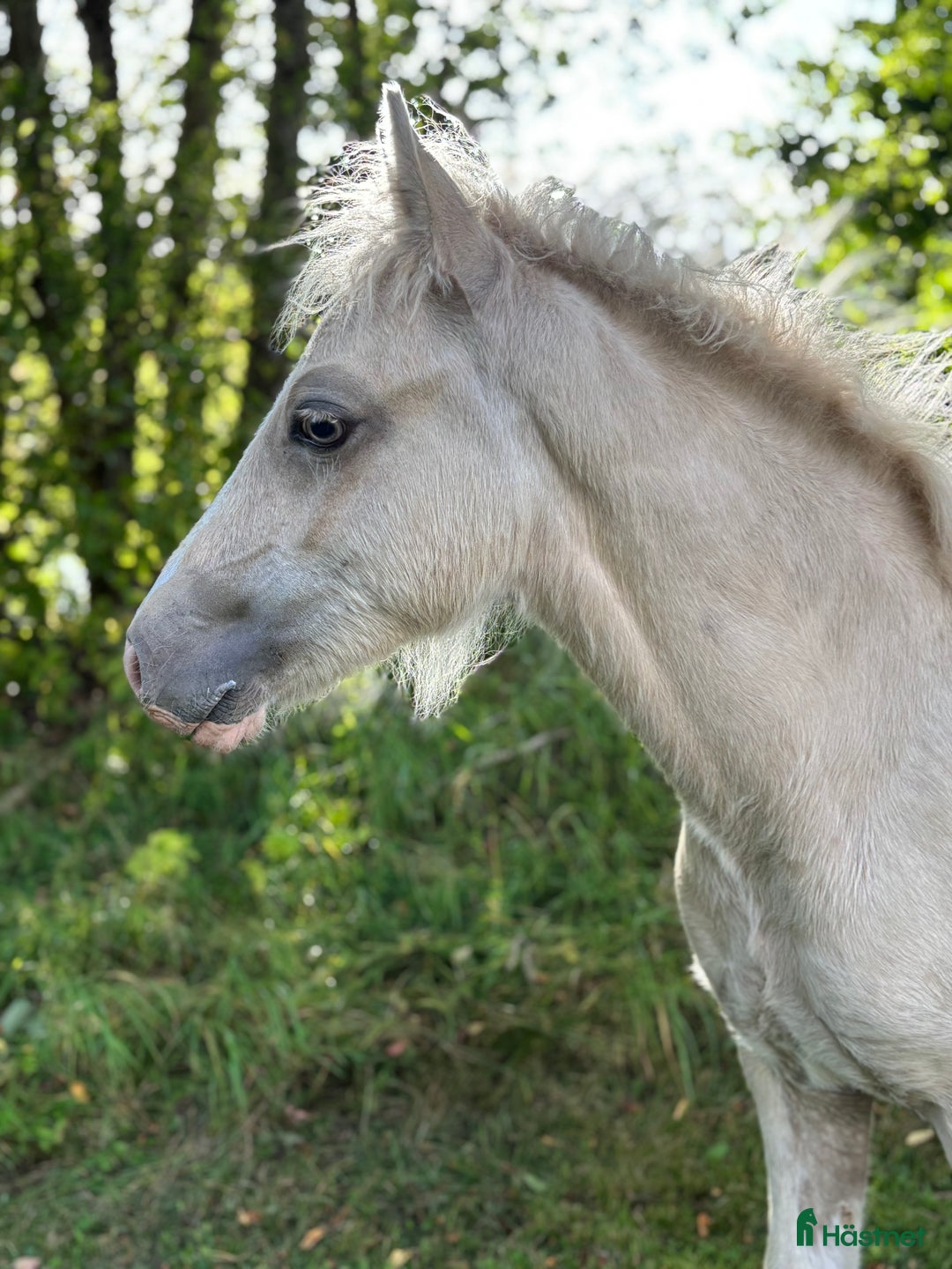 Allround hästar till salu: Söt som socker❤️ i Kalv - Annons 5