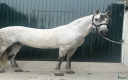 Körning hästar till salu: Allround kvalitets PRE riden samt körd i Guadarrama - Bild 1