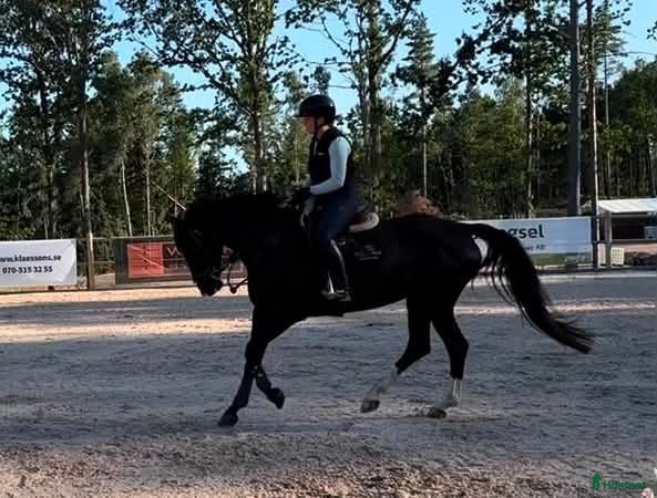  hästar SWB sto f. 2019 - förmånligt pris vid smidig affär - Annons 1