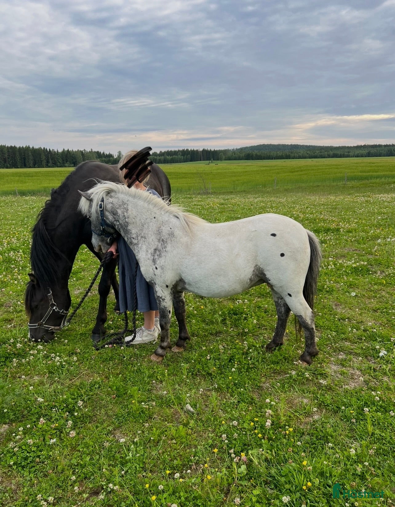  hästar Holländsk Miniatyr - Annons 1