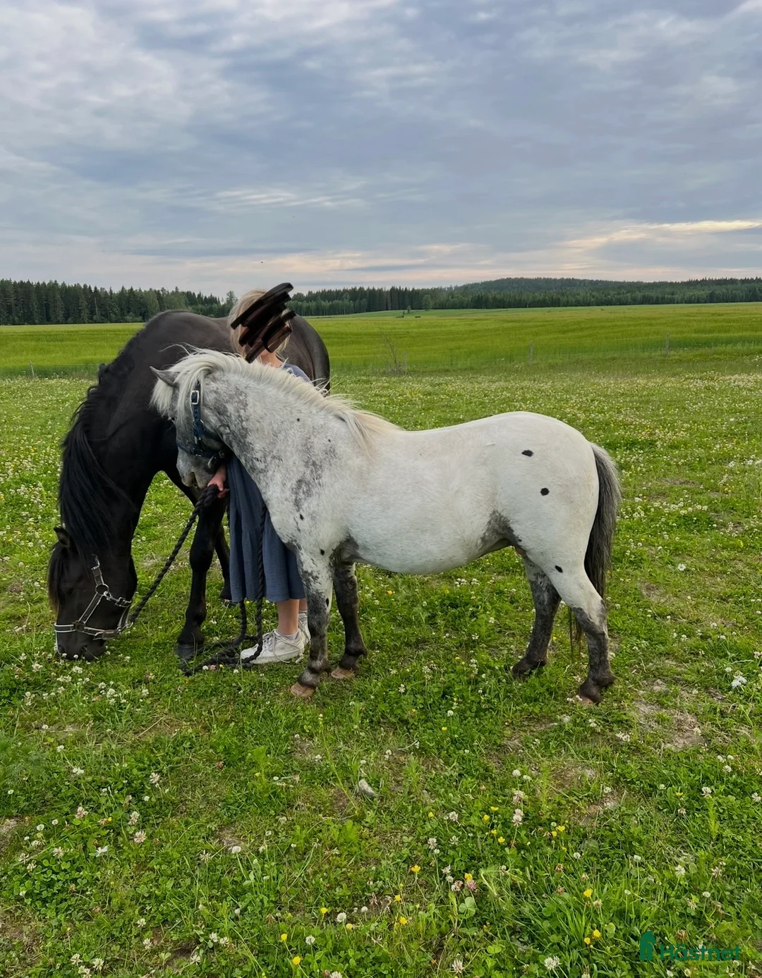 Sällskap hästar till salu: Holländsk Miniatyr - Annons 1