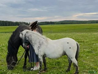 hästar Holländsk Miniatyr - Annons 1