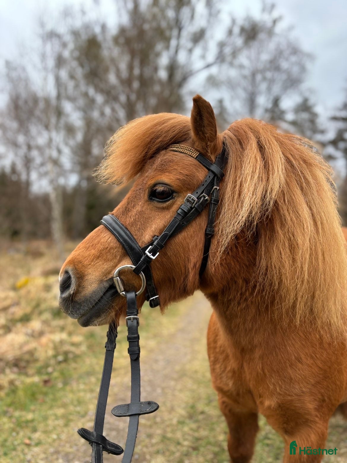 Träns hästutrustning Shettis träns - Annons 3