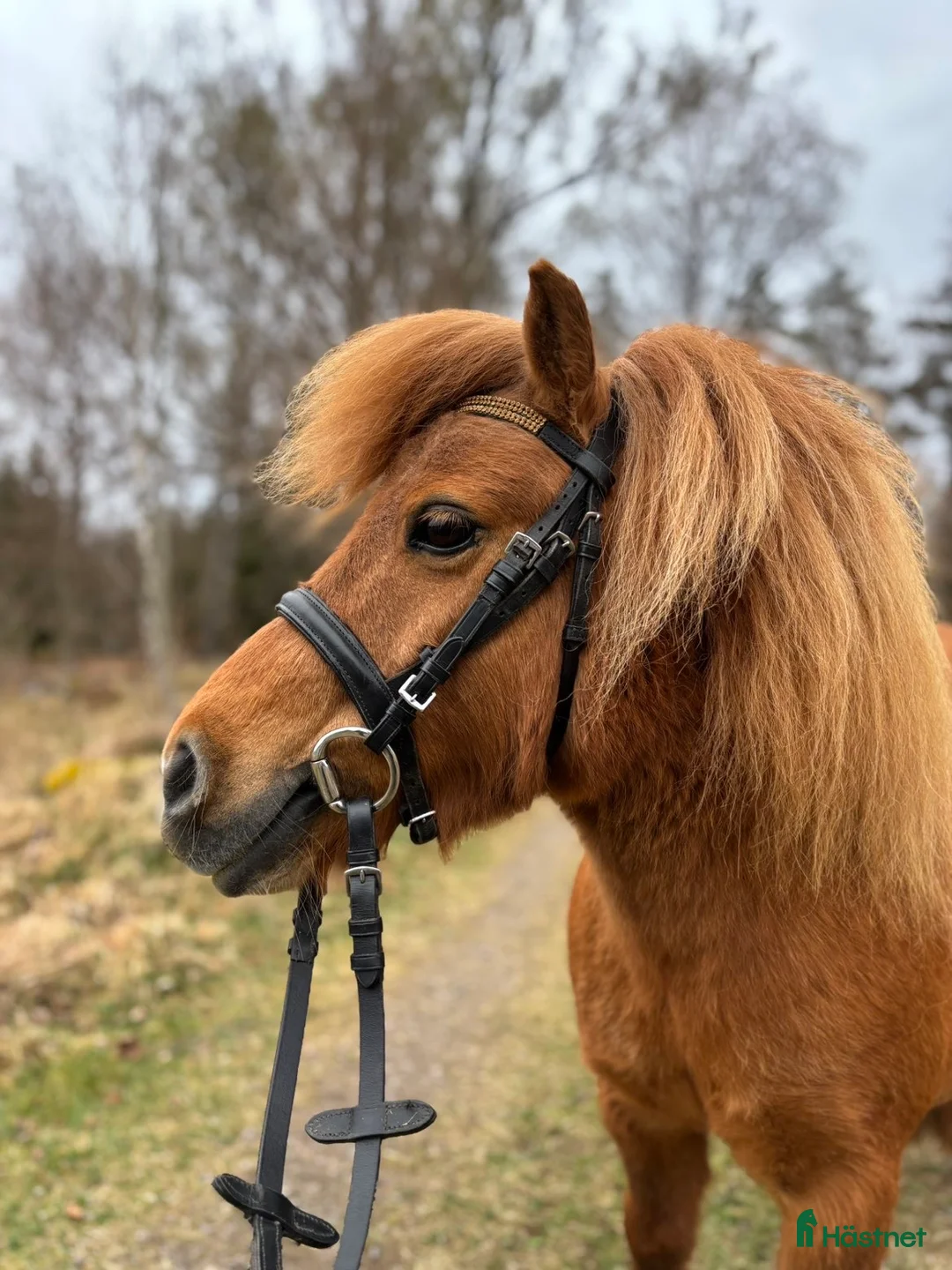 Träns hästutrustning till salu: Shettis träns - Annons 1