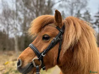 Träns hästutrustning Shettis träns - Annons 3