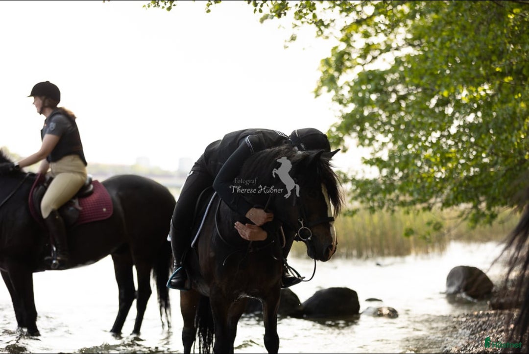 Övrigt hästar till salu: Maxad B-ponny som älskar arbete - och frihet i Vallentuna - Annons 5