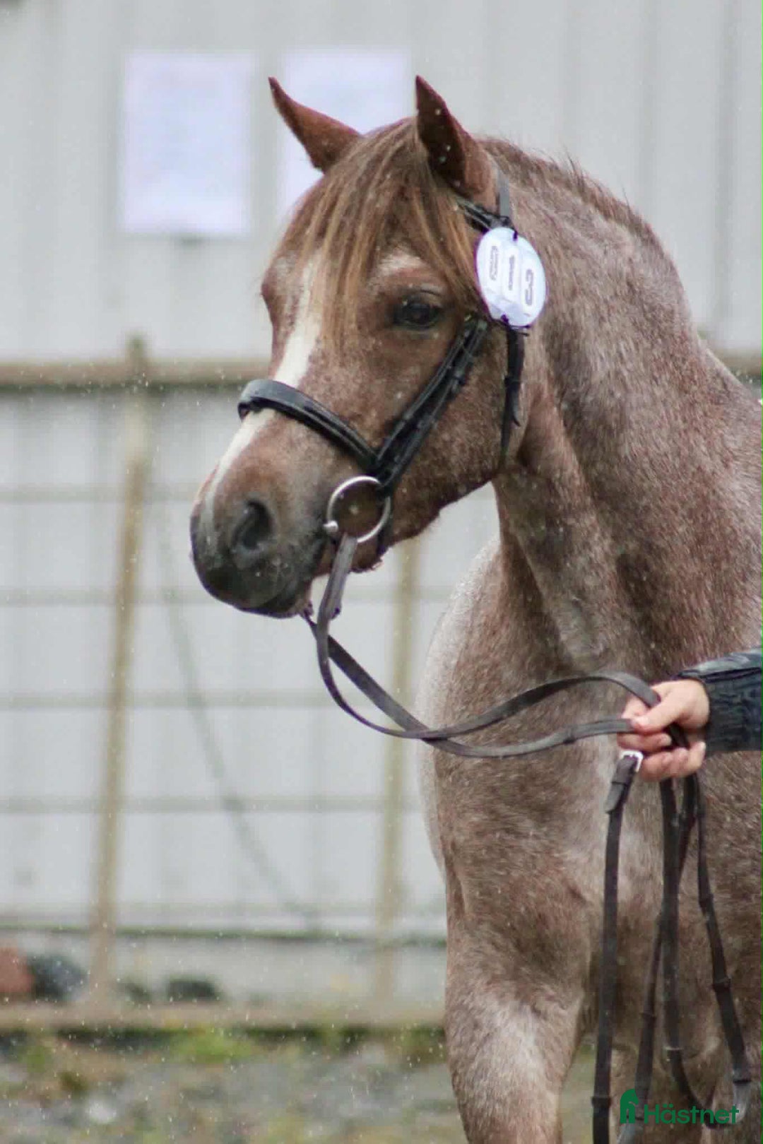 Dressyr hästar till salu: Vackert stoföl  i Braås - Annons 7