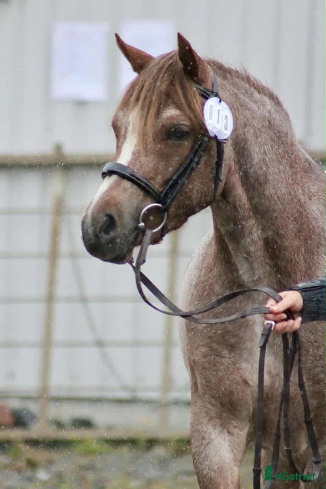 Dressyr hästar till salu: Vackert stoföl  i Braås - Annons 7