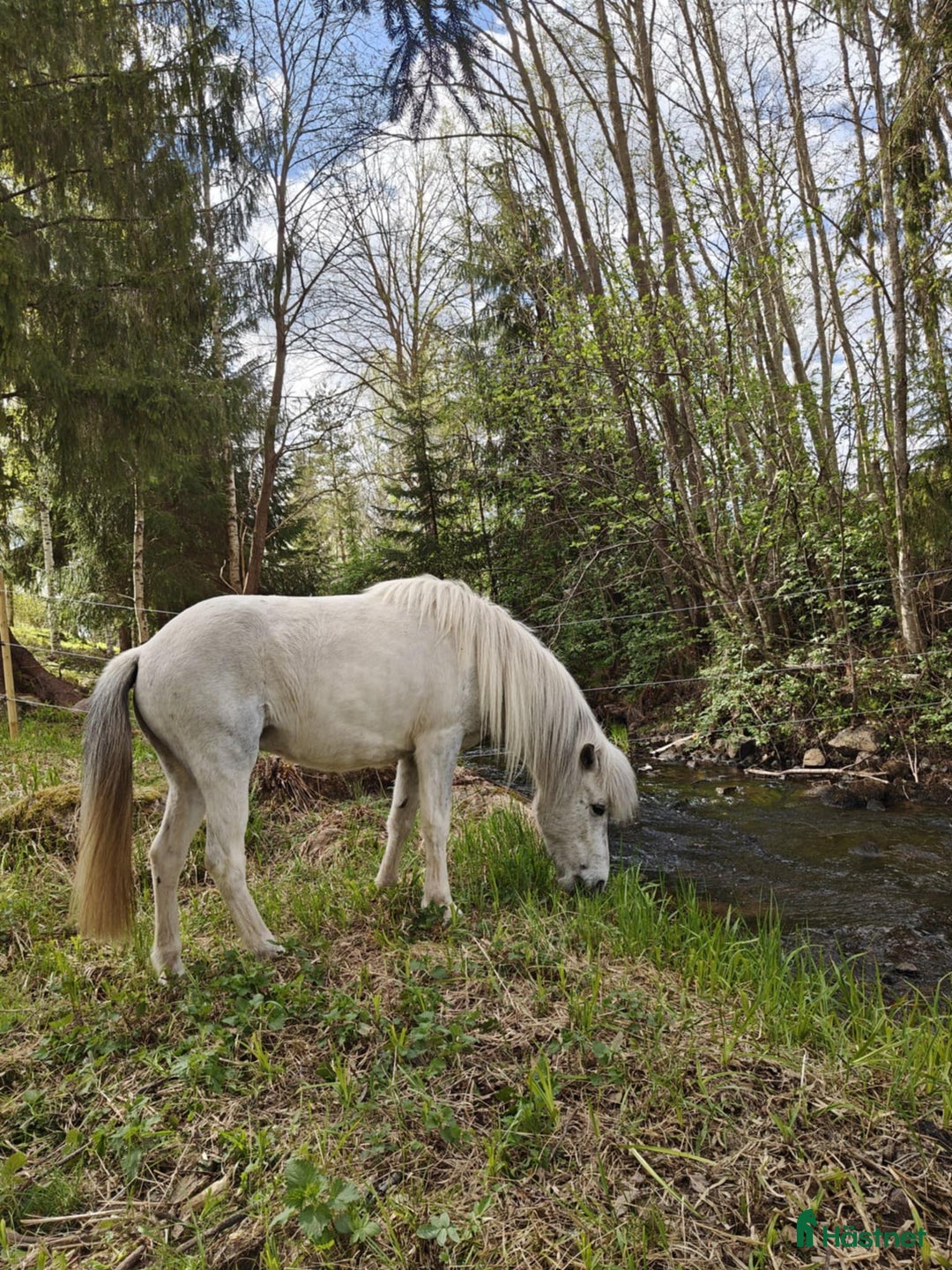 Island hästar till salu: Jara Från Jakobdalsgård i Riddarhyttan - Annons 5