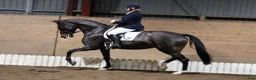 Dressyr hästar till salu: Gångartsföl med galopp ++ - Annons 14