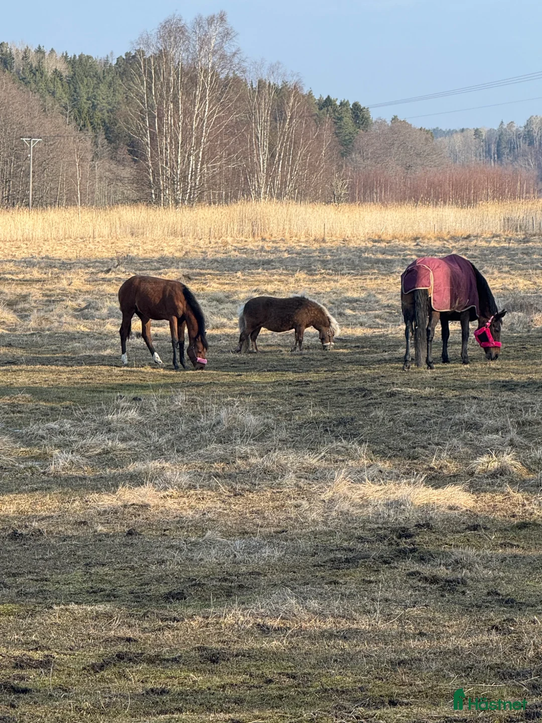 Galleribild {{count}}