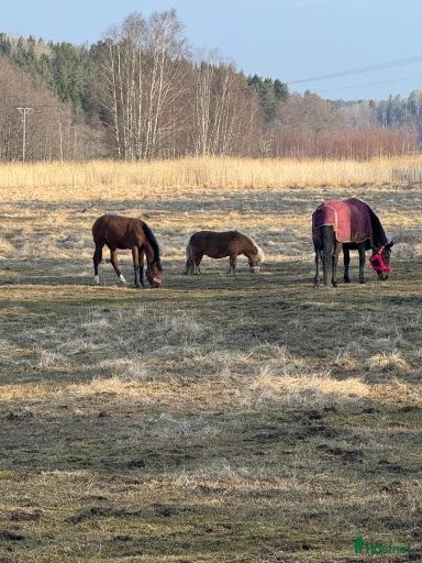 Galleribild {{count}}