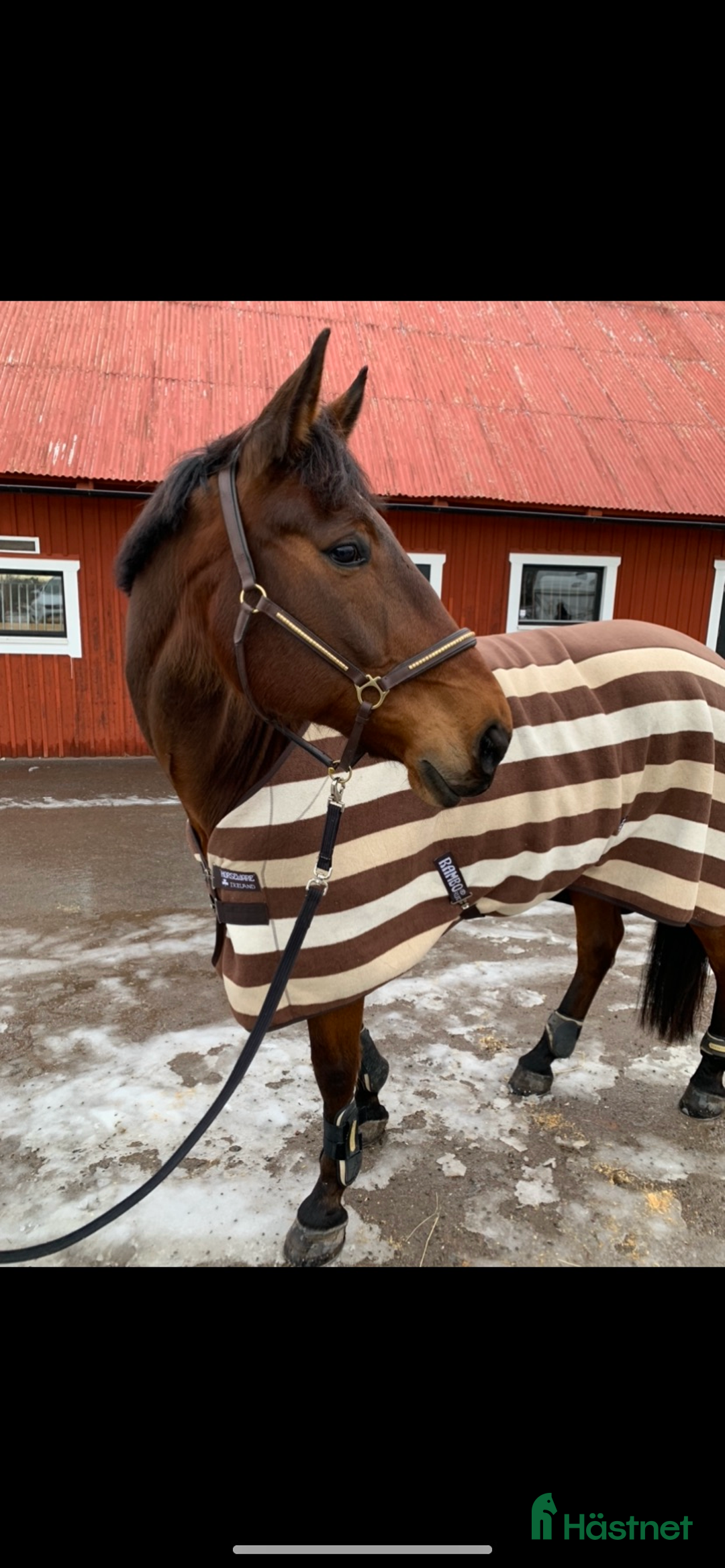 Allround hästar till salu: En go häst att göra lite av varje med i Vallentuna - Annons 1