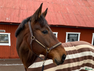 hästar En go häst att göra lite av varje med i Vallentuna - Annons 1