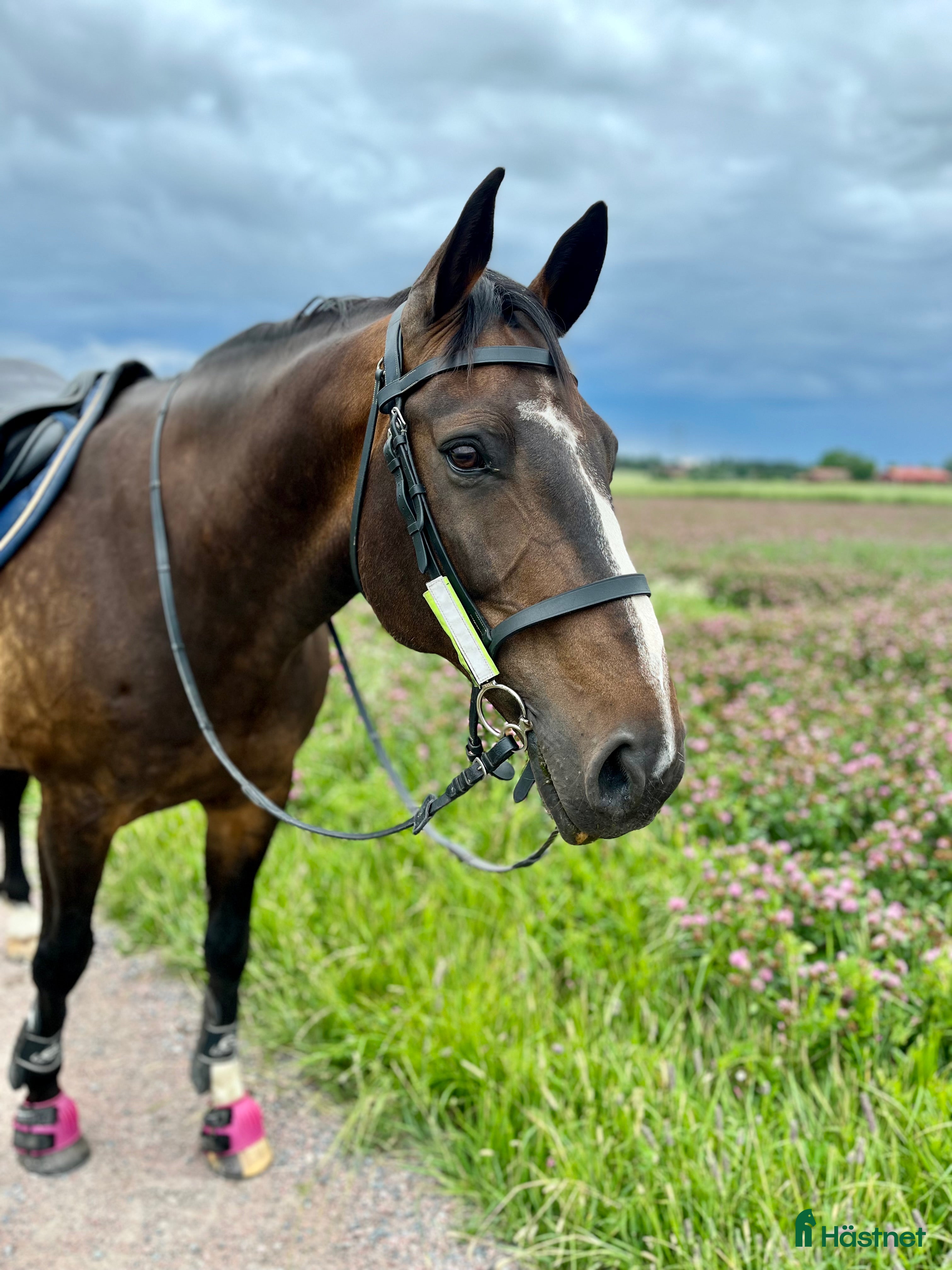  hästar Skogsmulle/hobby - Annons 8