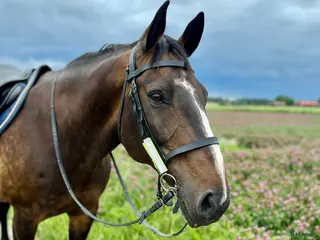 hästar Skogsmulle/hobby - Annons 8