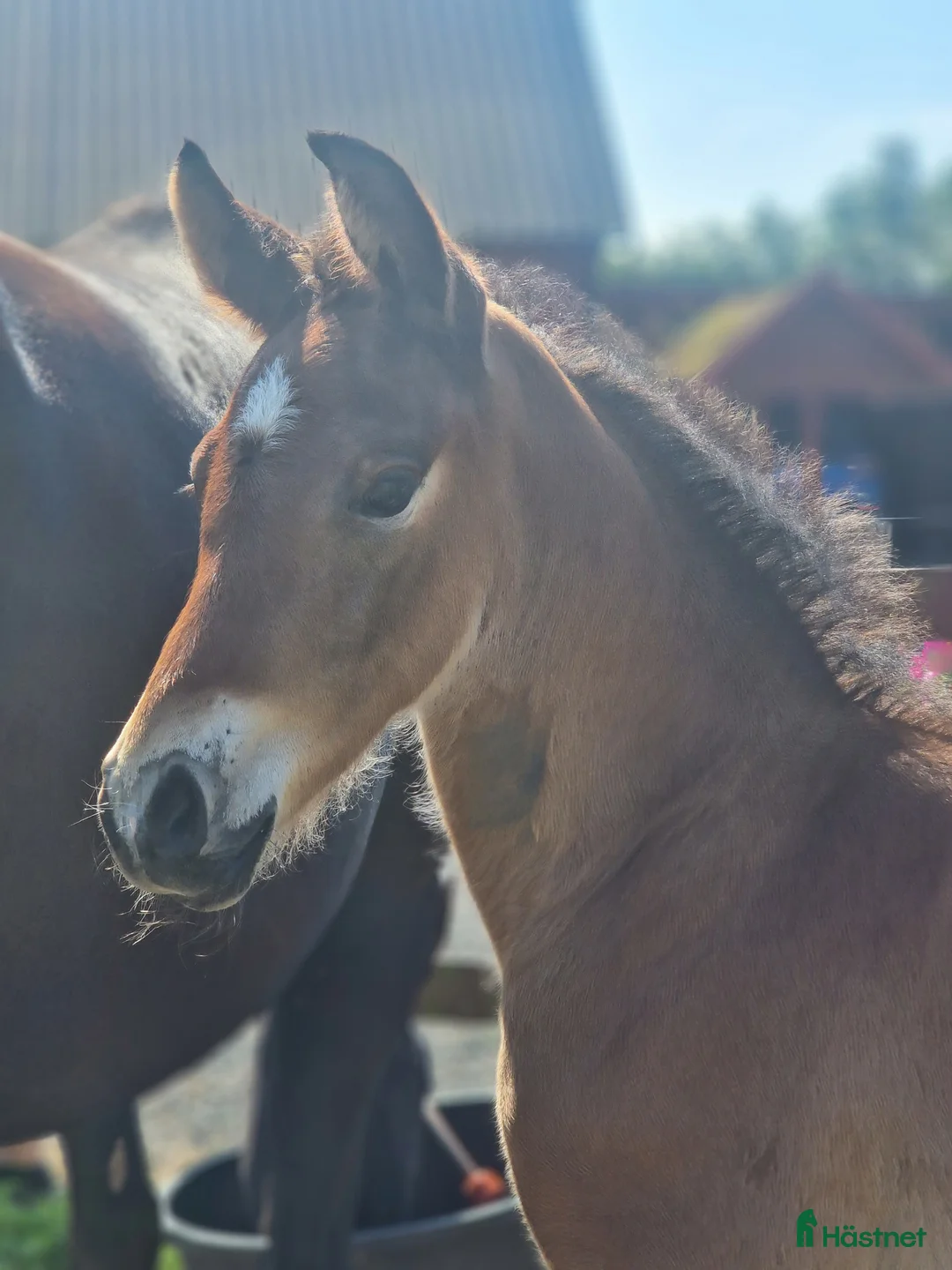 Allround hästar till salu: Vaquero  - Annons 13