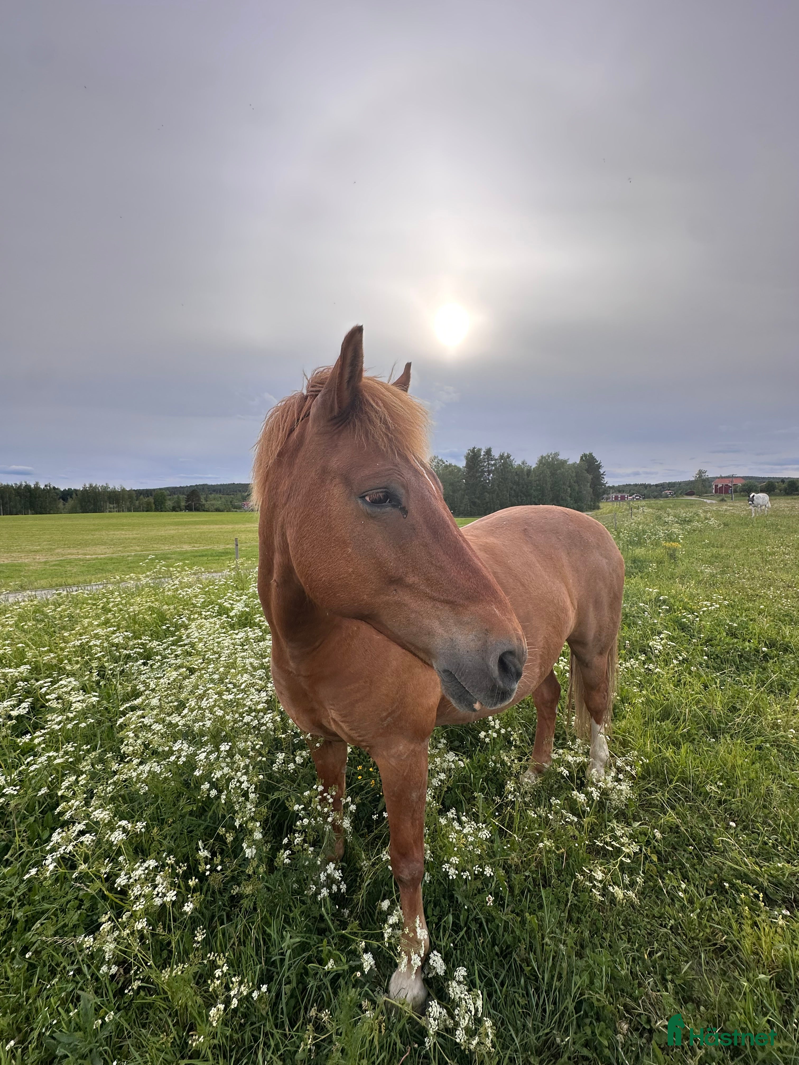  hästar Bästavän för livet  - Annons 1