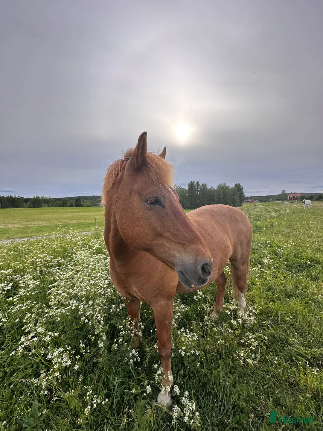 Allround hästar till salu: Bästavän för livet  i Bollnäs - Annons 1