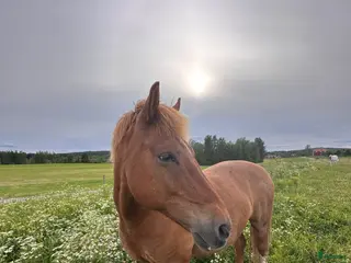 hästar Bästavän för livet - Annons 1