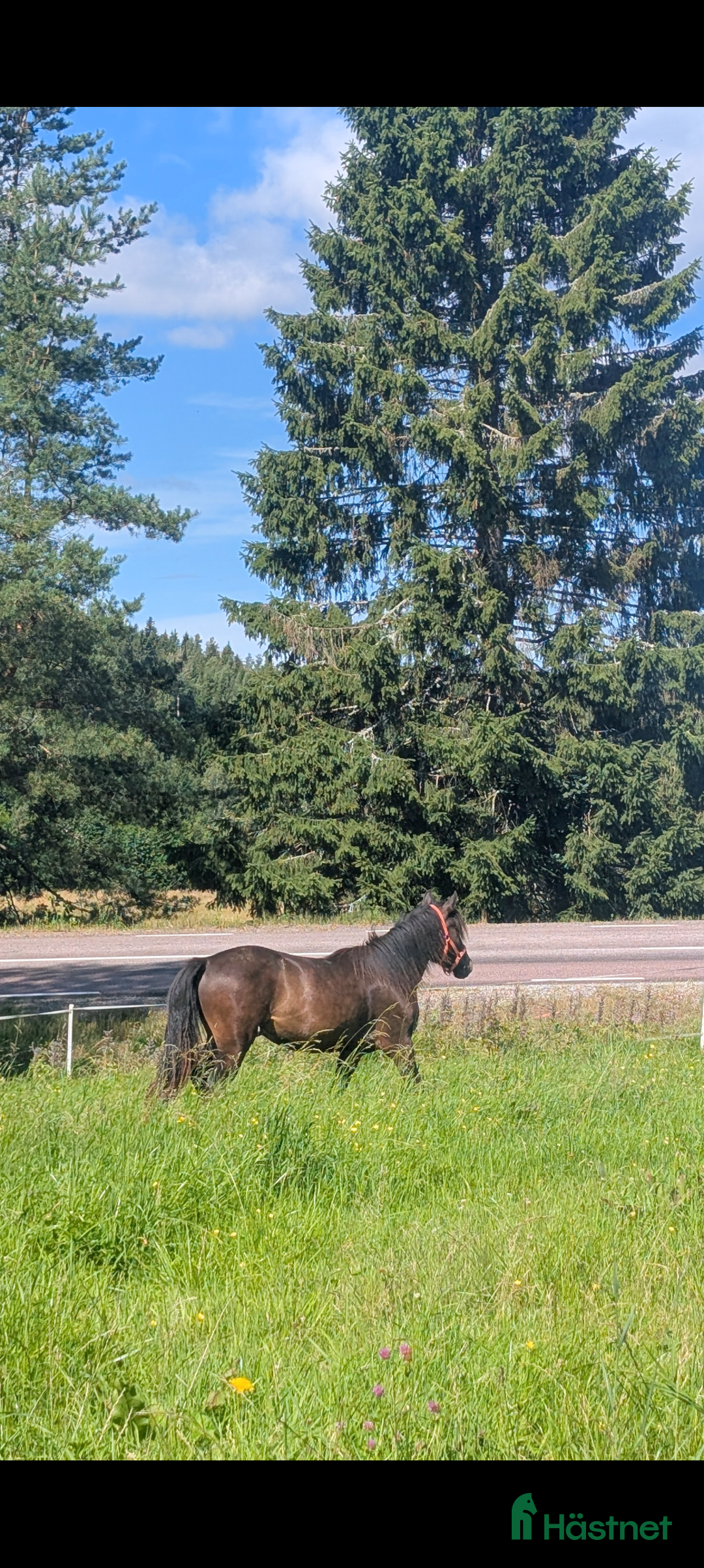 Allround hästar till salu: Mysig valack för framtiden  i Sunne - Bild 8
