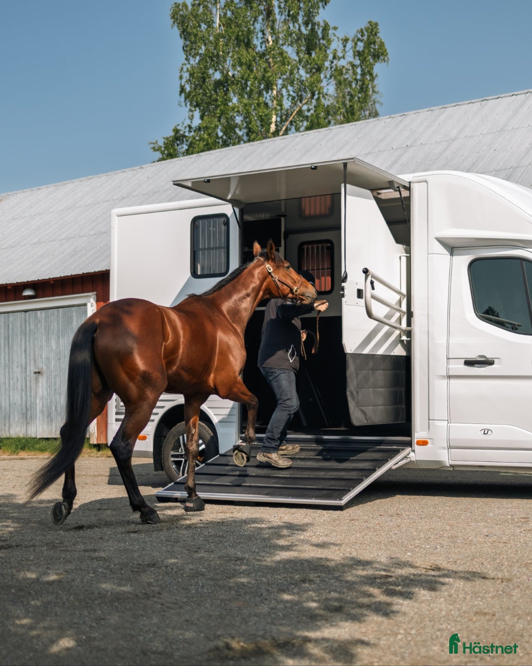 Hästlastbilar  fordon & transport till salu: UME Light3 - Stuteri! i Borlänge - Annons 3