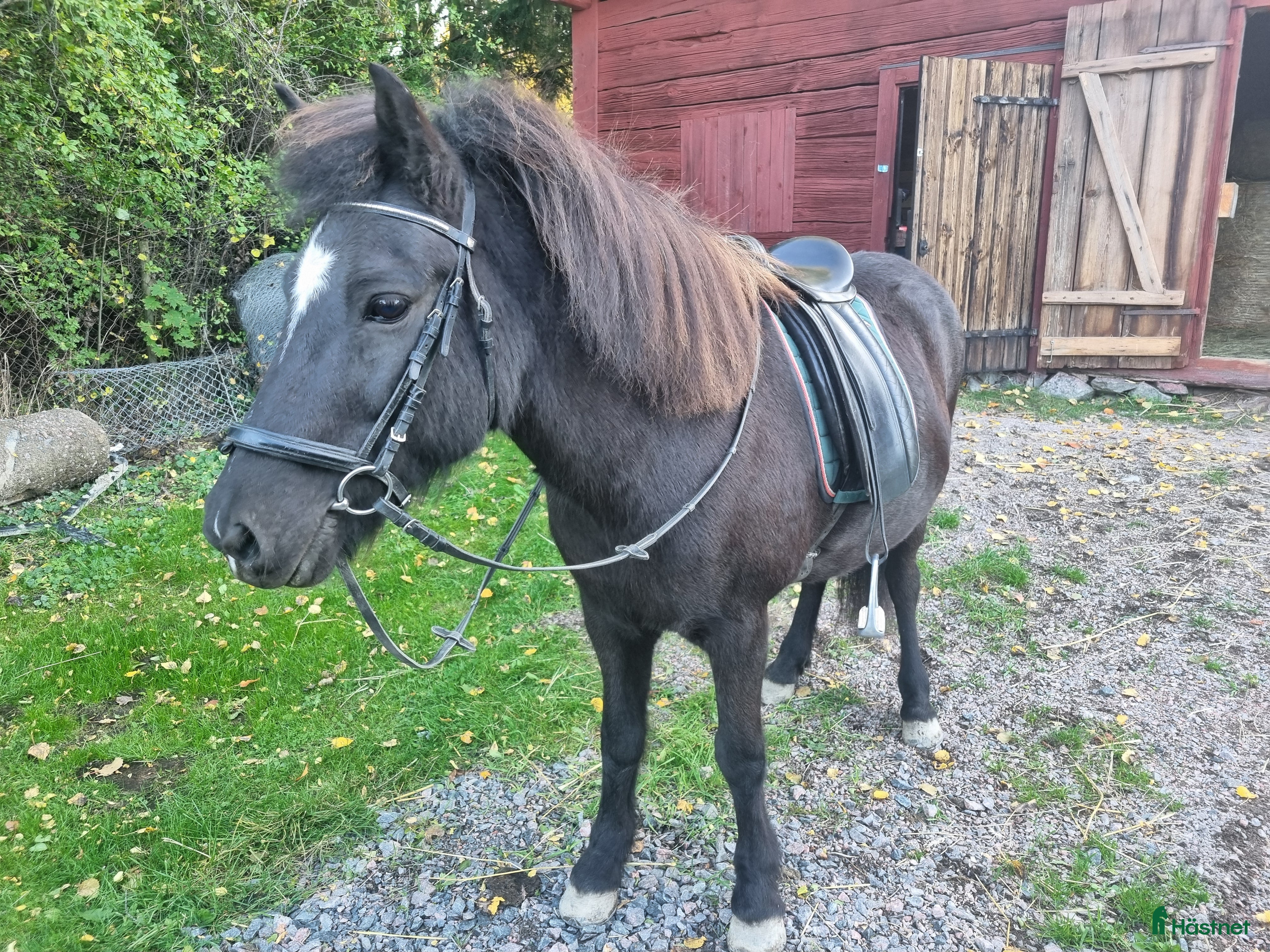  hästar Ny bästa vän i Bettna - Annons 9
