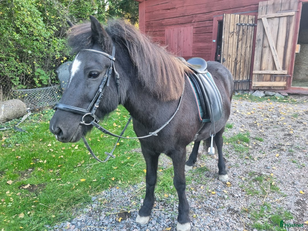 Island hästar till salu: Ny bästa vän i Bettna - Annons 2