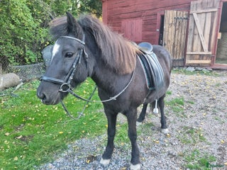 hästar Ny bästa vän i Bettna - Annons 6