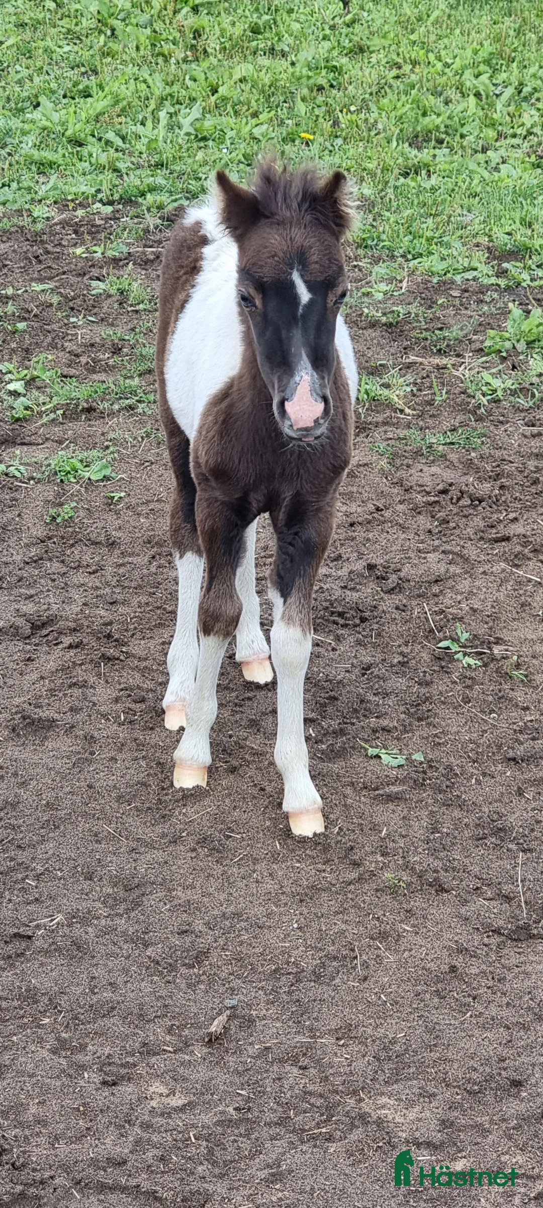 Allround hästar till salu: Underbar mini american föl. i Skara - Annons 5
