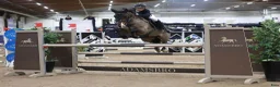 Hoppning hästar till salu: Sportig hopponny! 🌟 - Annons 2
