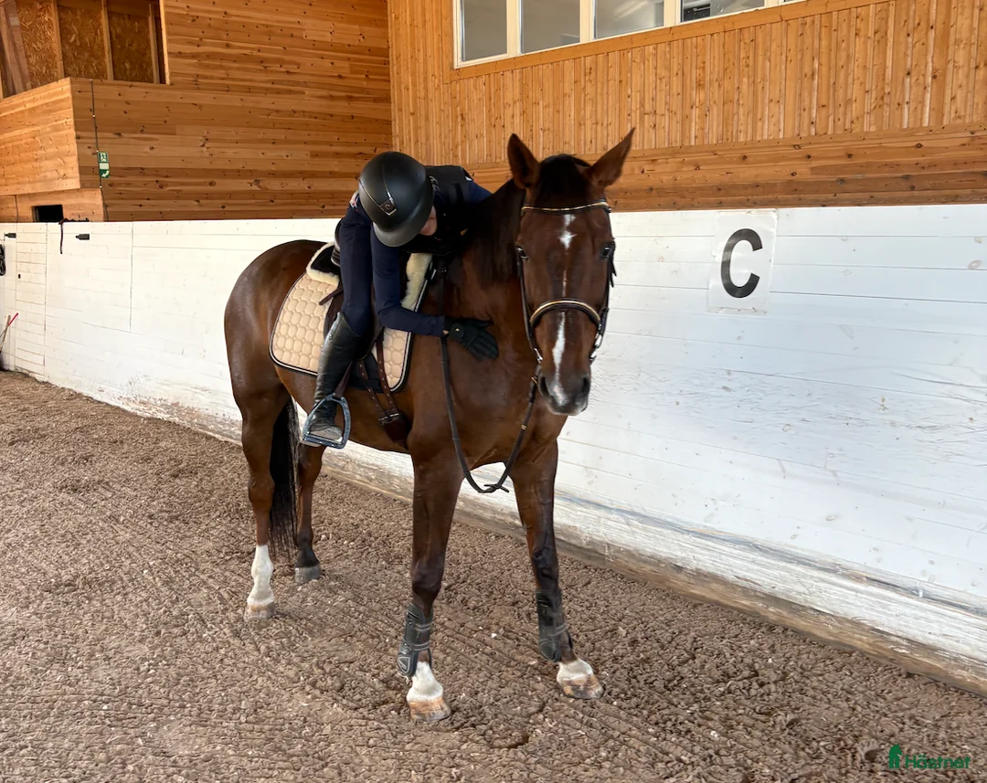 Galleribild {{count}}