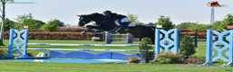  hästjobb finnes: Norway • Italy • Spain • Horses • Shows • Travel🐴 - Annons 3