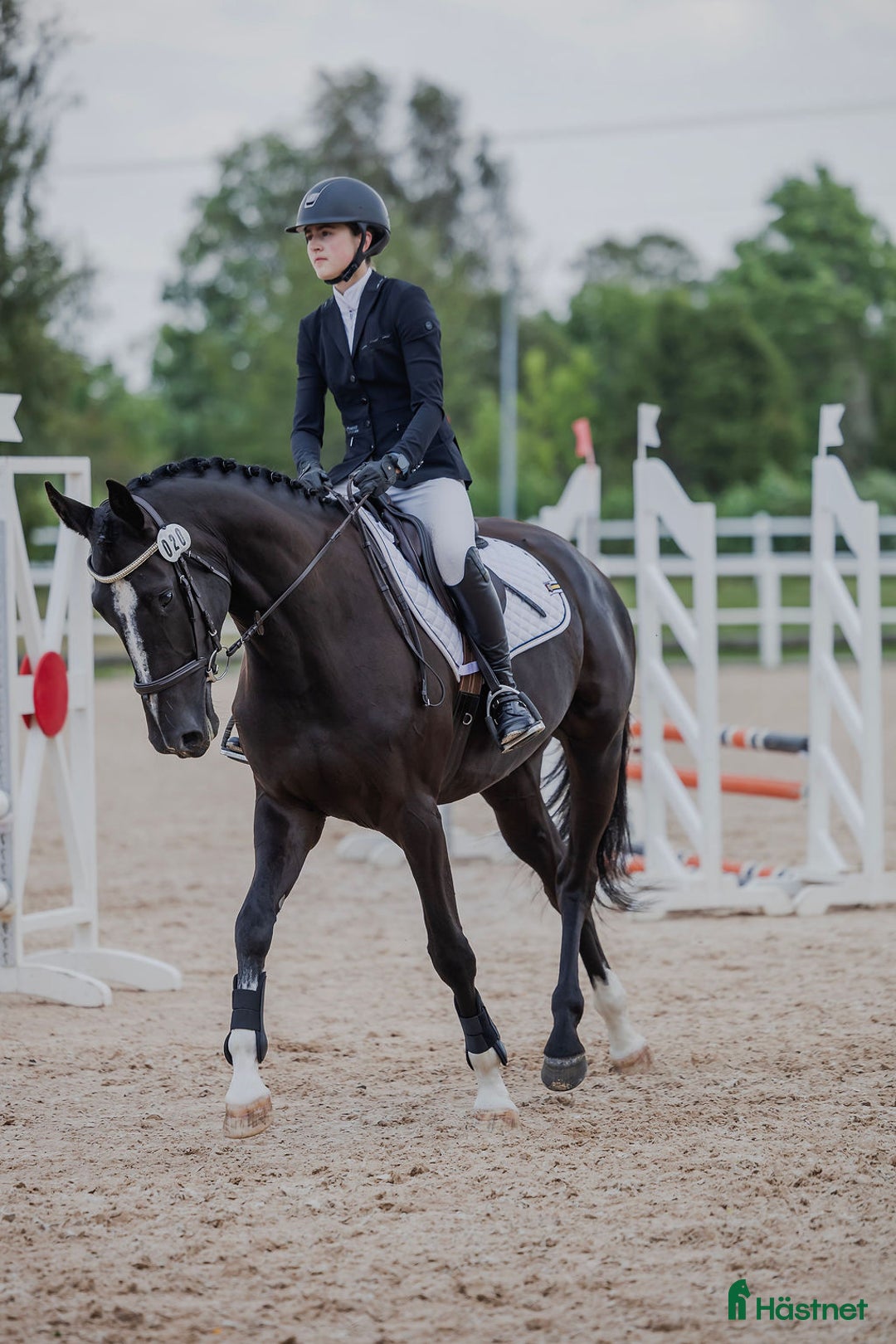 Hoppning hästar till salu: Vackert SWB-sto söker nytt hem! i Lerdala - Annons 2