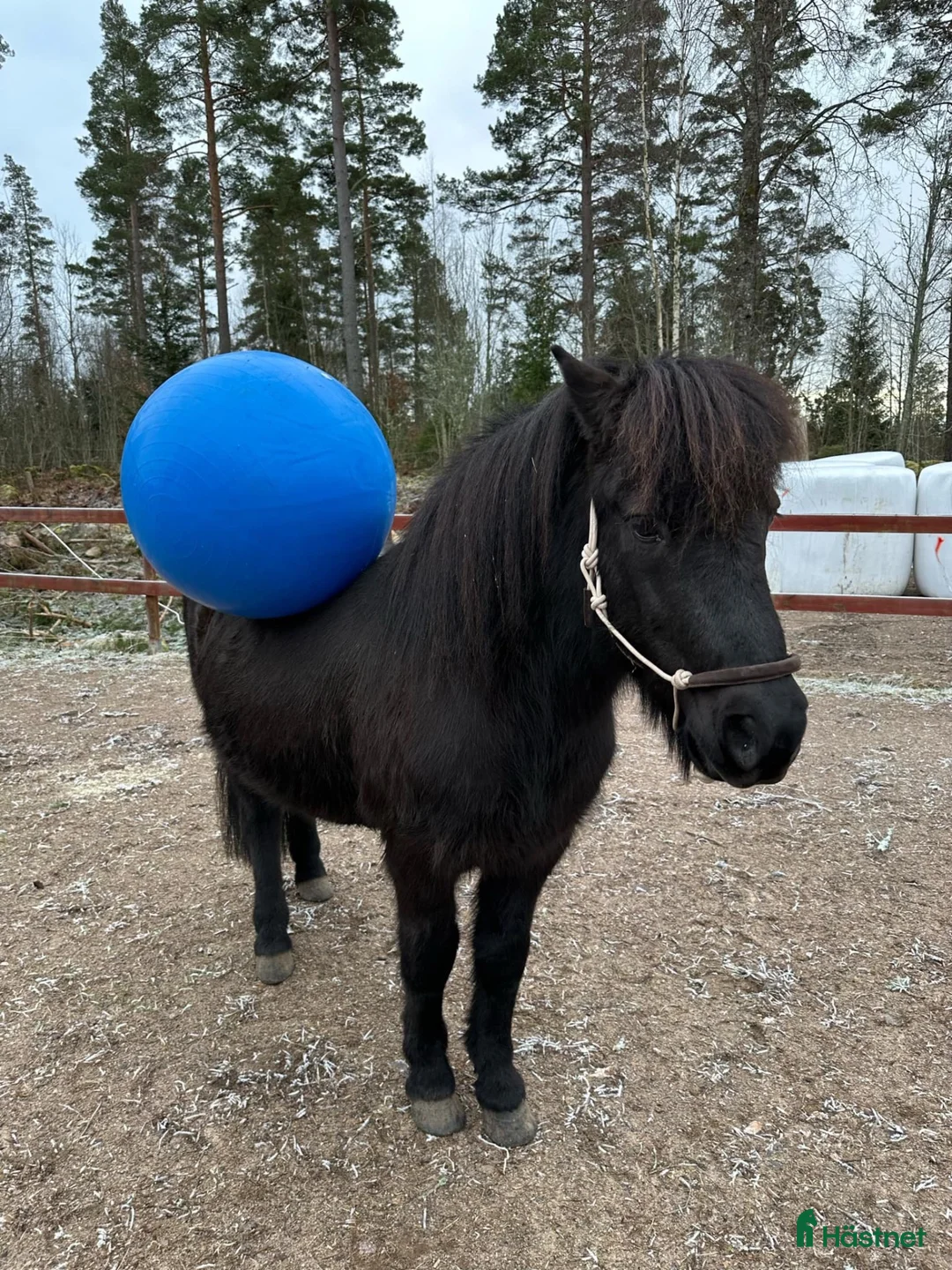Island hästar till salu: Intressekoll två familjehästar - Annons 8