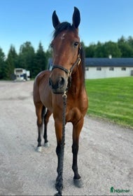  hästar Hej! Mitt namn är Amadeus  i Sundsvall - Annons 7