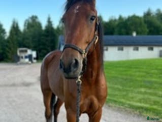 hästar Hej! Mitt namn är Amadeus i Sundsvall - Annons 7