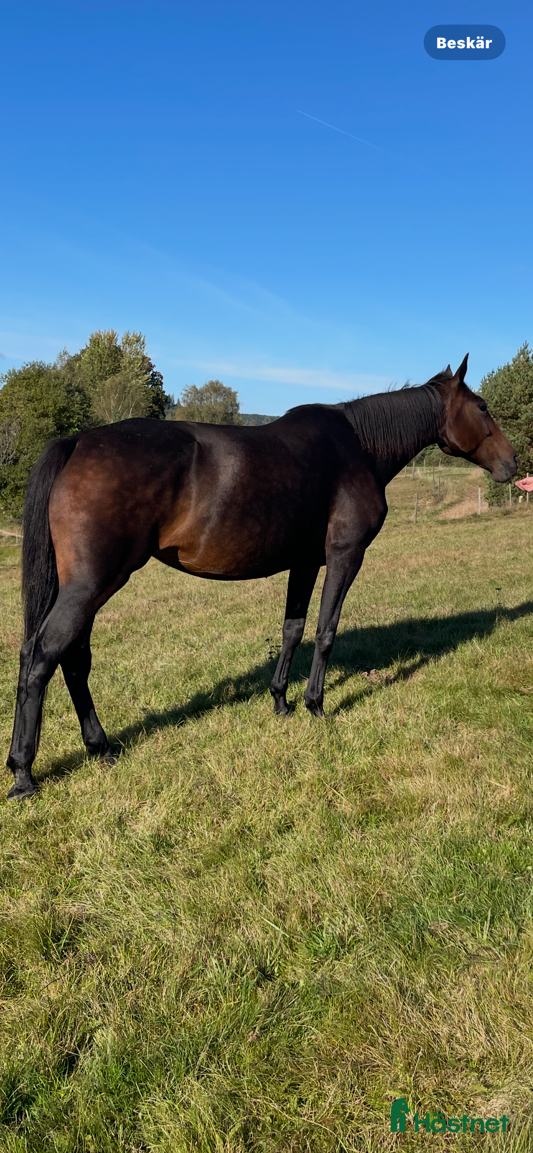 Trav hästar till salu: Dräktigt fölsto Nytt pris i Rävlanda - Annons 3