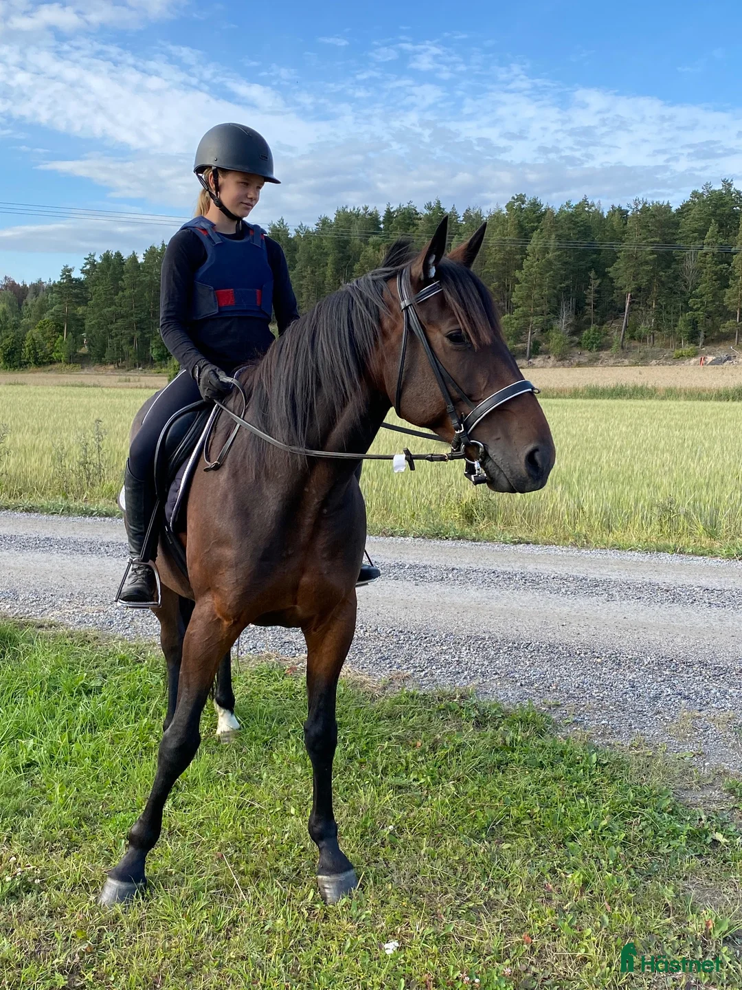 Allround hästar till salu: Älskad Ridtravare  - Annons 2
