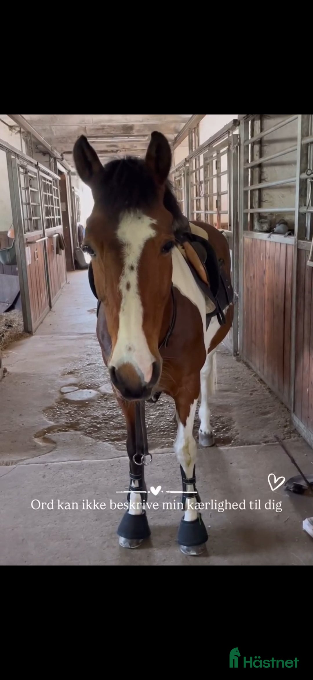 Allround hästar till salu: Allround pony - Annons 1