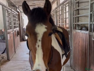 hästar Allround pony - Annons 3