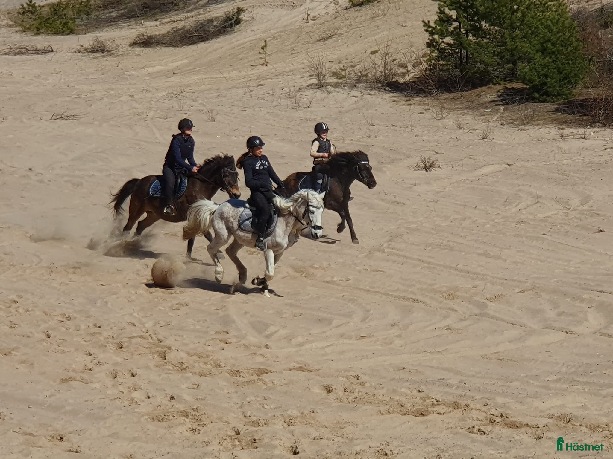  medryttarhäst finnes: Medyttarponnies finnes i Västerhaninge i Västerhaninge - Annons 4