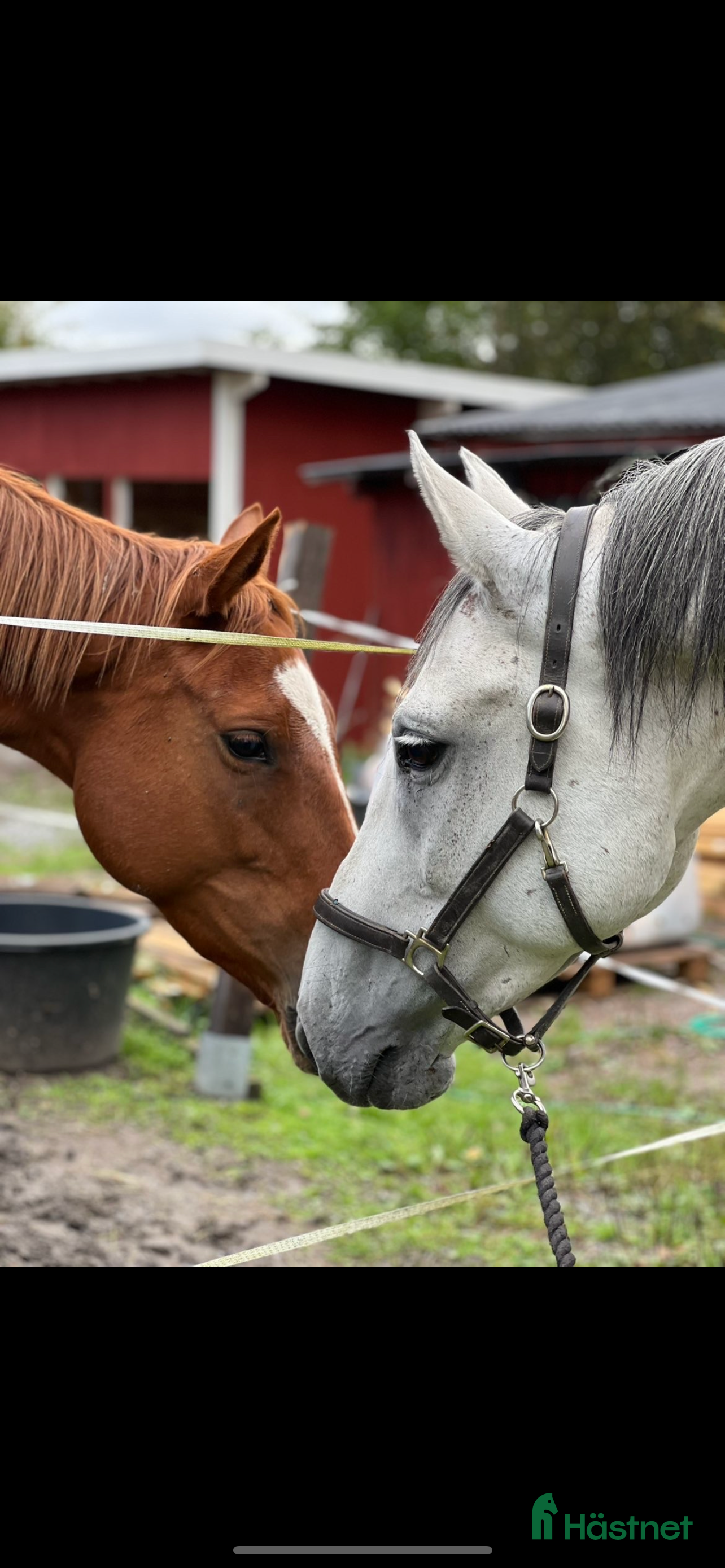  medryttarhäst finnes: Medryttare sökes  i Västerås - Annons 11